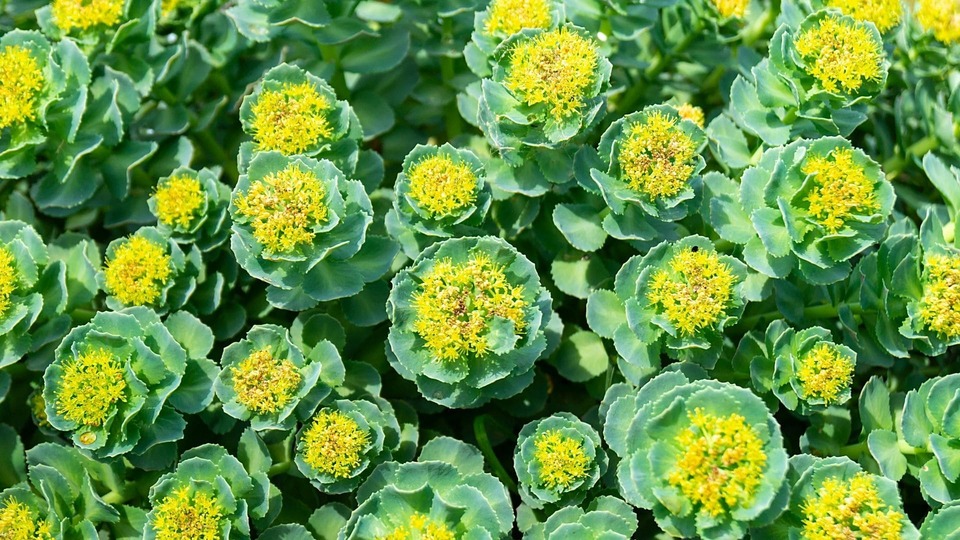 Rhodiola Rosea