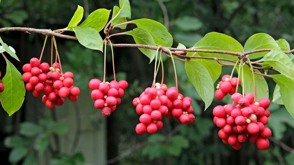 Schisandra
